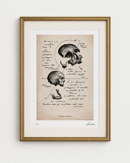 Edizione "Fondo d'Archivio" dell'opera Anatomia Mentis. Stampa d'arte del cranio umano su carta cotone avoriata "Warm Tone" con cornice oro. Studio anatomico vintage per collezionisti.