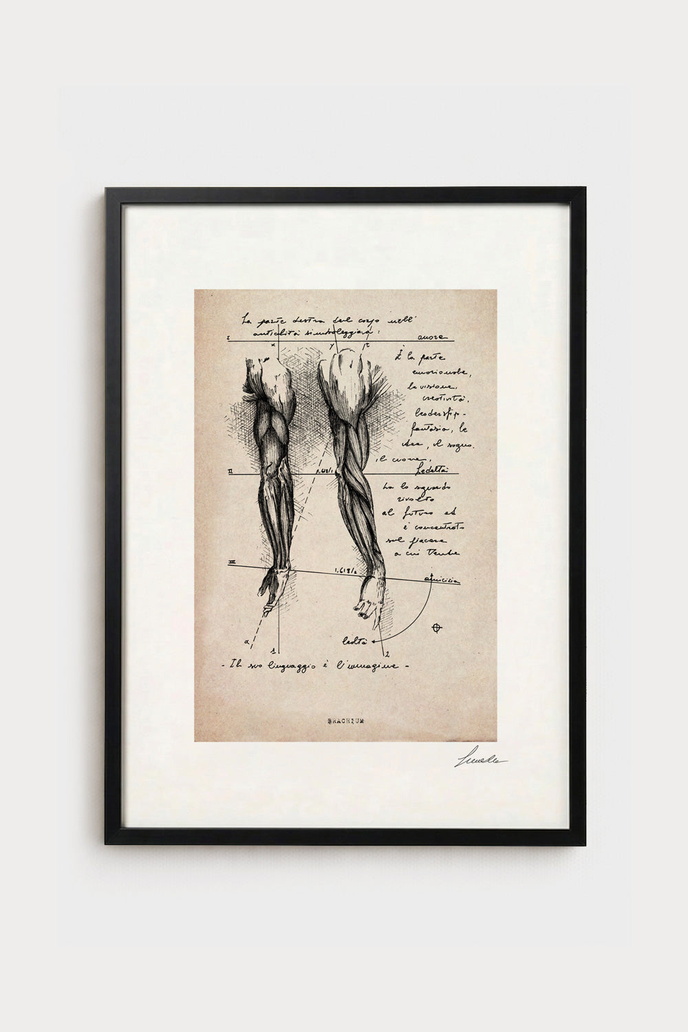 Ink illustration Brachium on ivory background - archival fine art print, vintage arm anatomy diagram | Lorenzo Caia