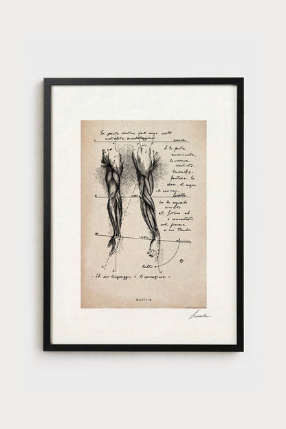 Ink illustration Brachium on ivory background - archival fine art print, vintage arm anatomy diagram | Lorenzo Caia
