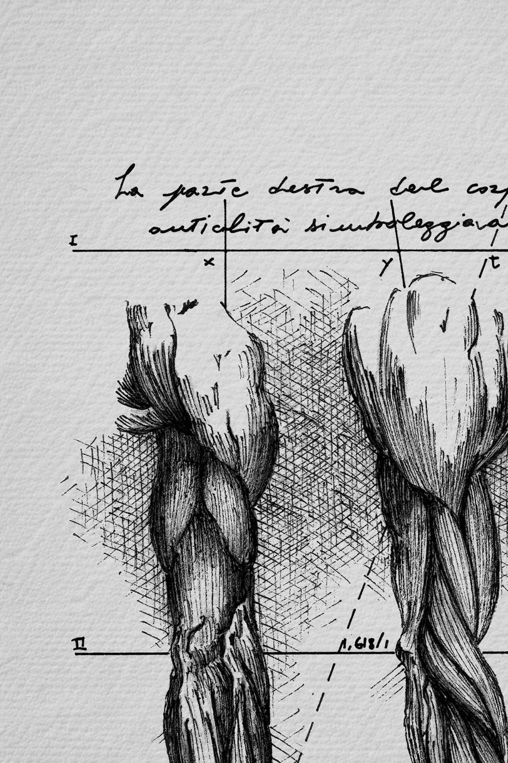Ink detail Brachium - fine line work of anatomical arm muscles on bright white paper | Lorenzo Caia
