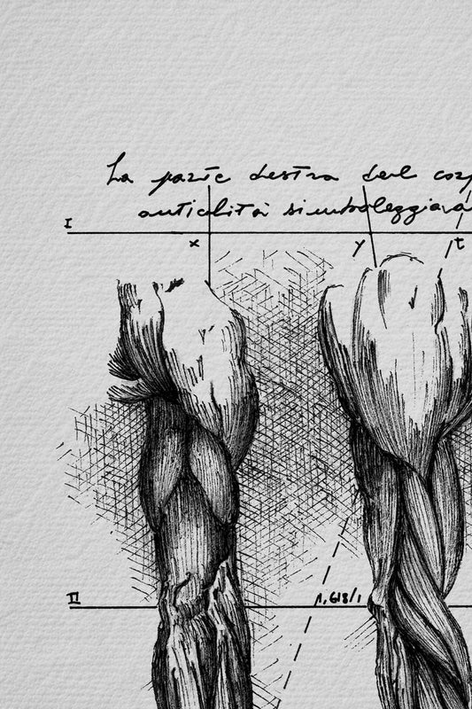 Ink detail Brachium - fine line work of anatomical arm muscles on bright white paper | Lorenzo Caia