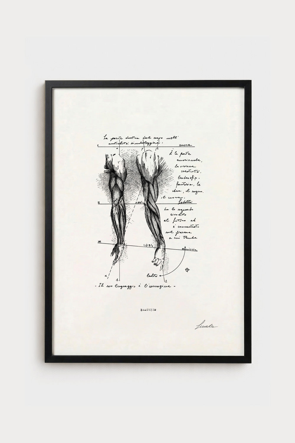 Ink illustration Brachium - fine art print on white background, human arm anatomy diagram | Lorenzo Caia