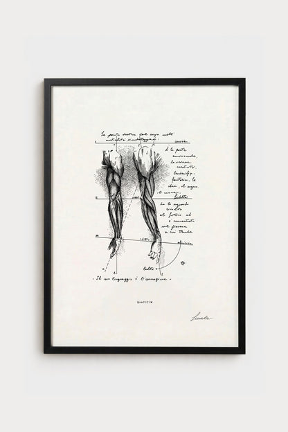 Ink illustration Brachium - fine art print on white background, human arm anatomy diagram | Lorenzo Caia