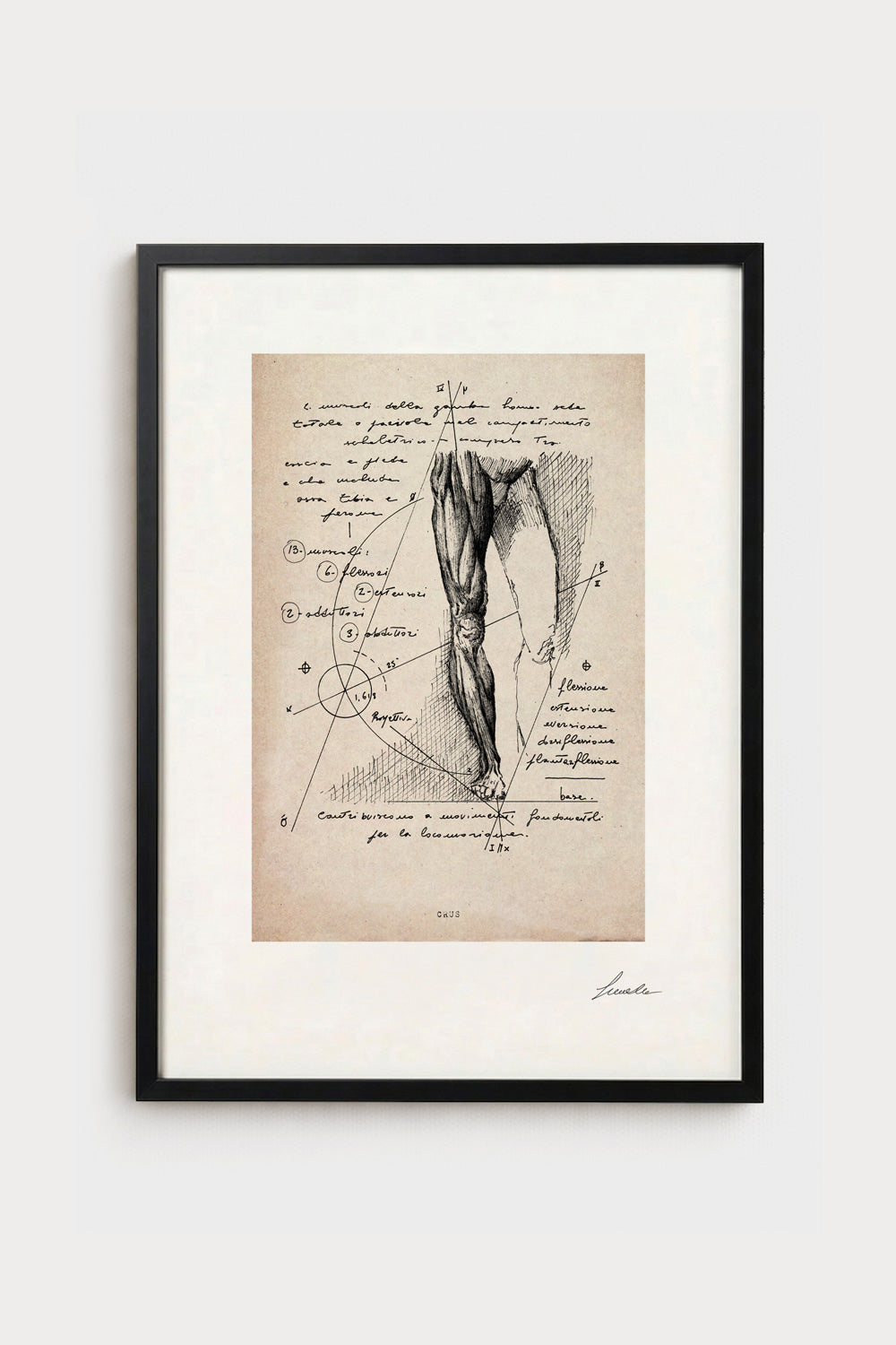 Ink illustration Crus on ivory background - archival fine art print, leg anatomy diagram | Lorenzo Caia