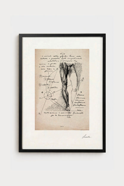 Ink illustration Crus on ivory background - archival fine art print, leg anatomy diagram | Lorenzo Caia