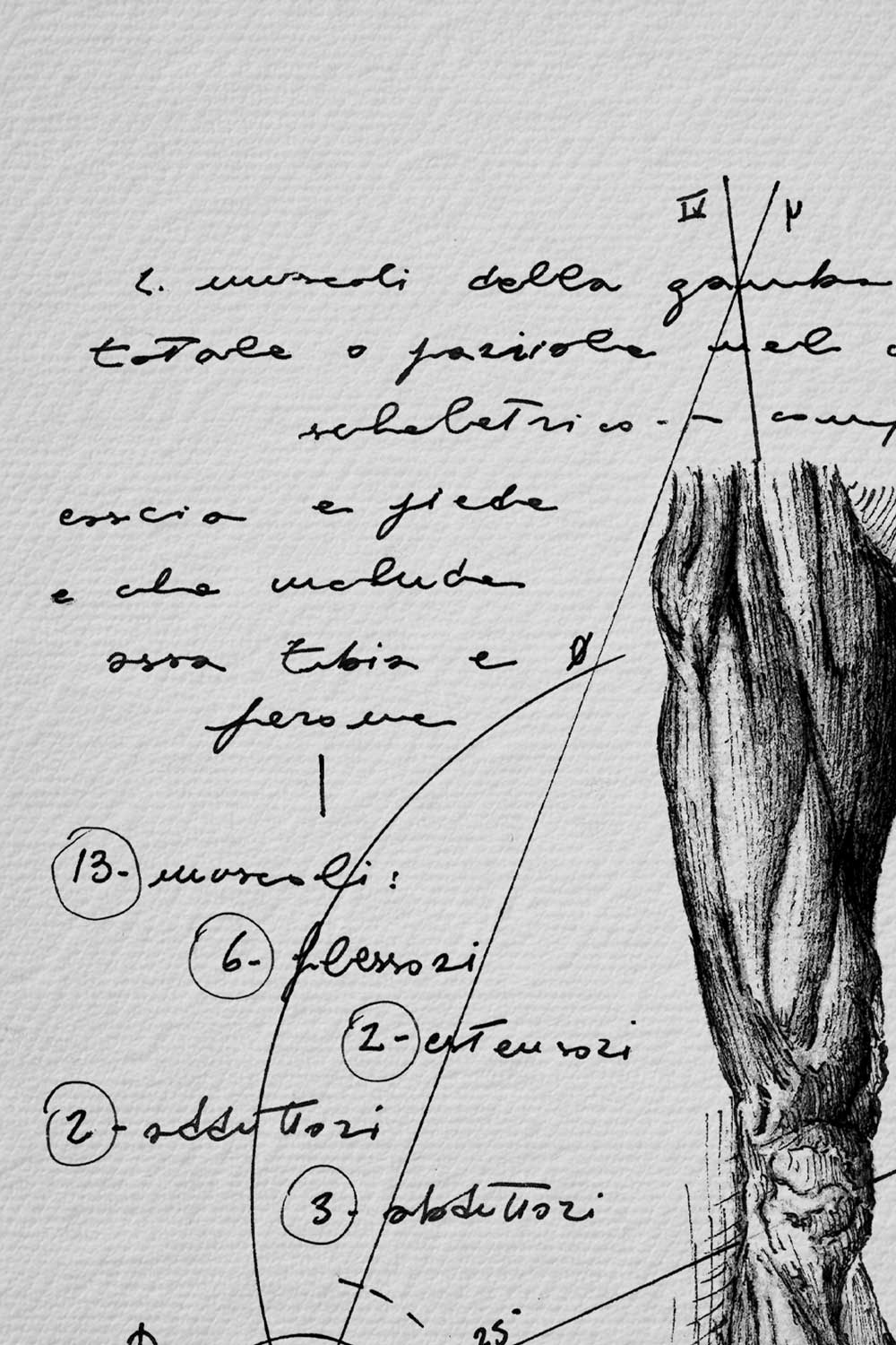 Ink detail Crus - calligraphy and diagram of leg muscles on a white paper background | Lorenzo Caia