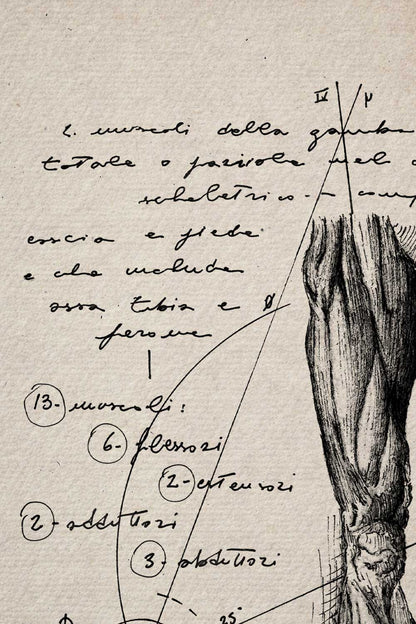 Ink detail Crus - close-up of anatomical line work and notes on textured ivory paper | Lorenzo Caia
