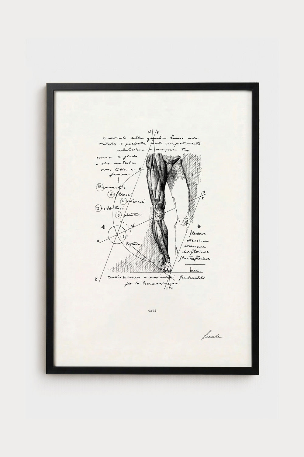 Ink illustration Crus - fine art print on white background, human leg anatomy diagram | Lorenzo Caia