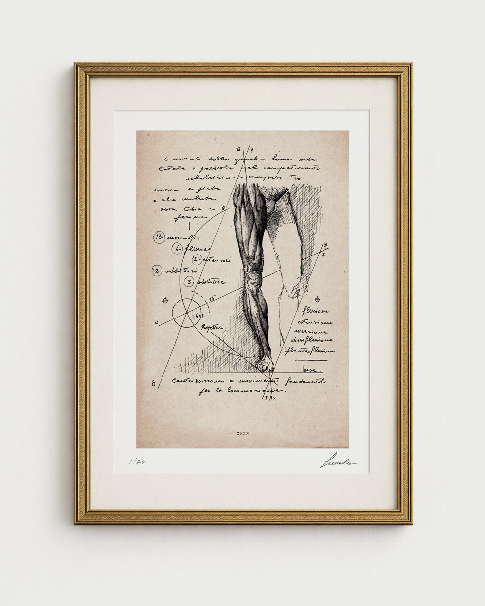 Stampa d'arte di un disegno anatomico della gamba umana di Lorenzo Caia, versione su carta anticata incorniciata in oro.