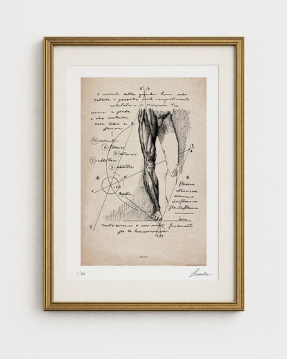 Stampa d'arte di un disegno anatomico della gamba umana di Lorenzo Caia, versione su carta anticata incorniciata in oro.