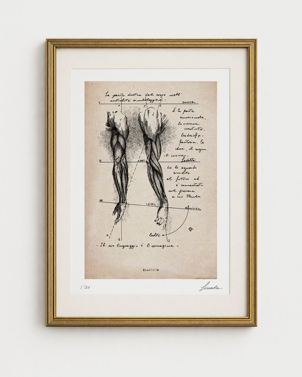 Stampa d'arte Brachium di Lorenzo Caia in edizione limitata 1 di 20, versione con carta effetto vintage e cornice dorata sottile.