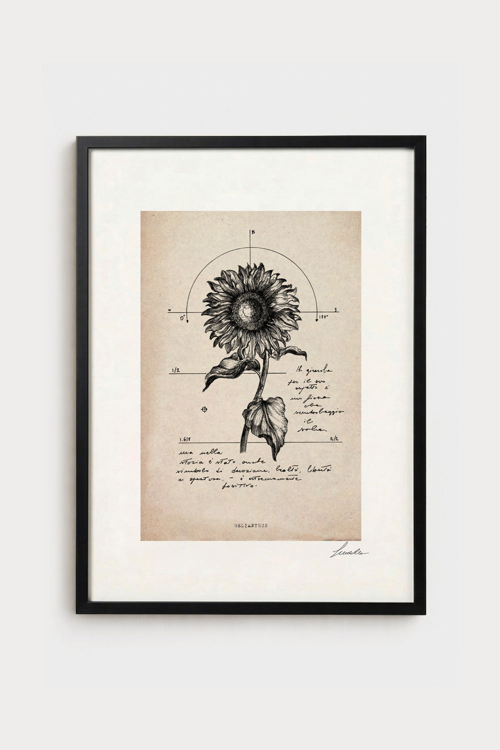 Ink illustration Helianthus on ivory background - archival fine art print, sunflower botanical diagram | Lorenzo Caia