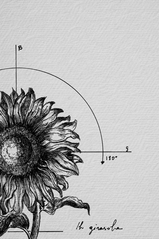 Ink detail Helianthus - fine line work of the sunflower petals on a white paper background | Lorenzo Caia