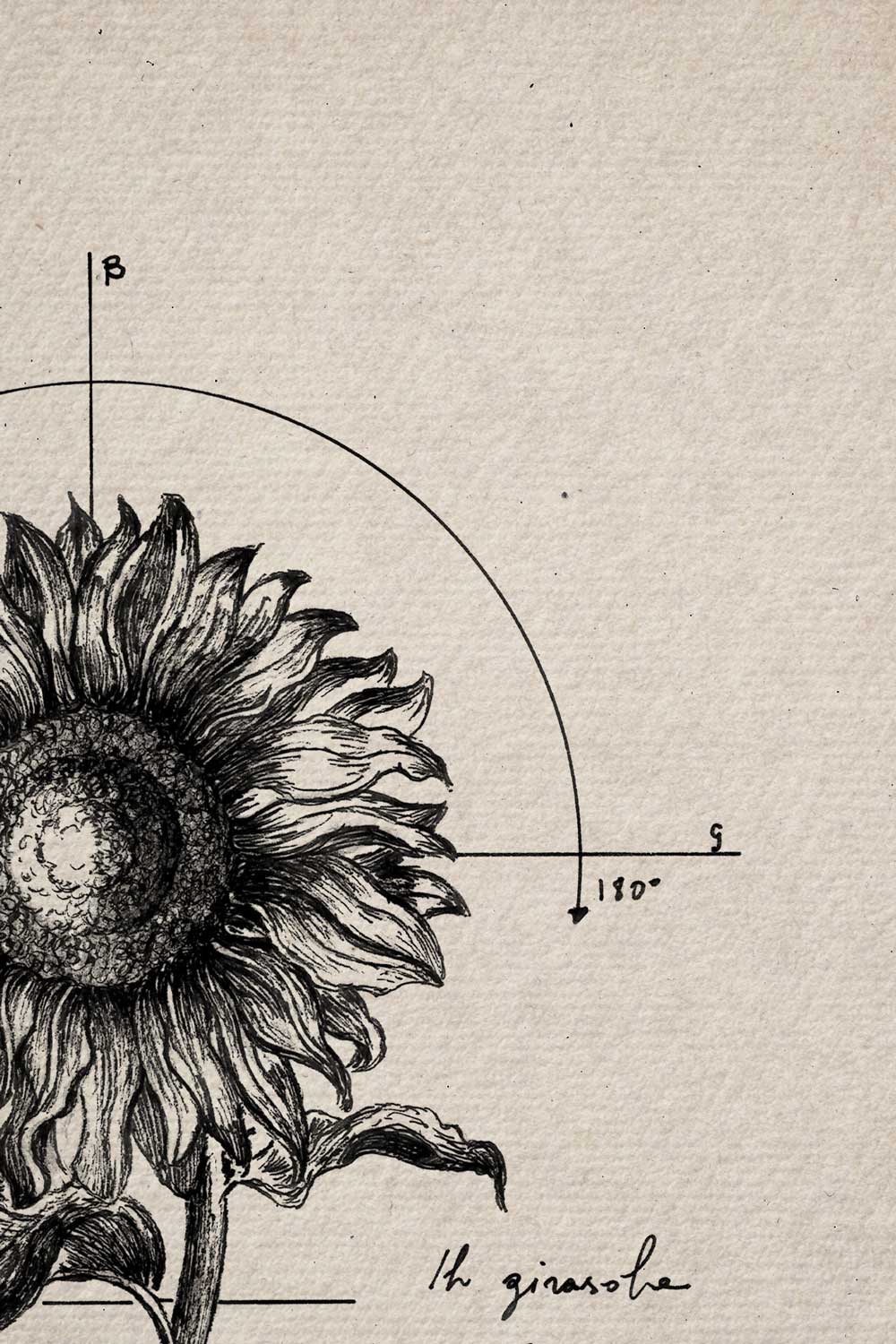 Ink detail Helianthus - close-up of the sunflower head and handwriting on textured ivory paper | Lorenzo Caia