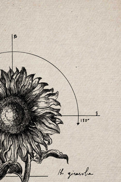 Ink detail Helianthus - close-up of the sunflower head and handwriting on textured ivory paper | Lorenzo Caia