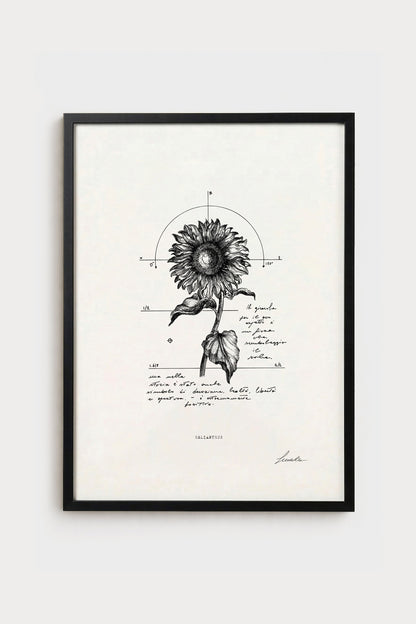 Ink illustration Helianthus - fine art print on white background, botanical sunflower diagram | Lorenzo Caia