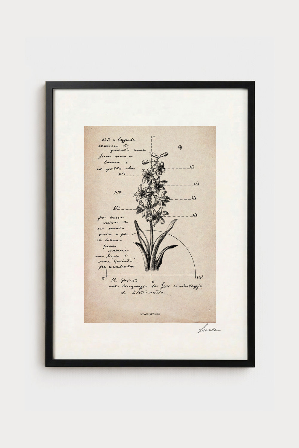 Ink illustration Hyacinthus on ivory background - archival fine art print, vintage floral diagram | Lorenzo Caia