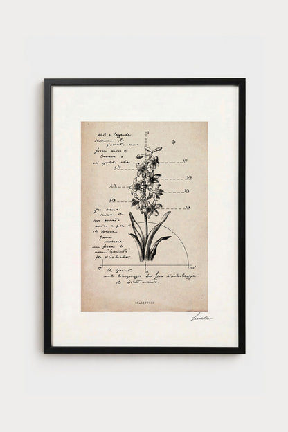 Ink illustration Hyacinthus on ivory background - archival fine art print, vintage floral diagram | Lorenzo Caia