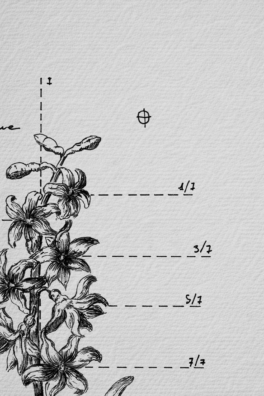 Ink detail Hyacinthus - fine line work of the flowers and dashed lines on white paper | Lorenzo Caia