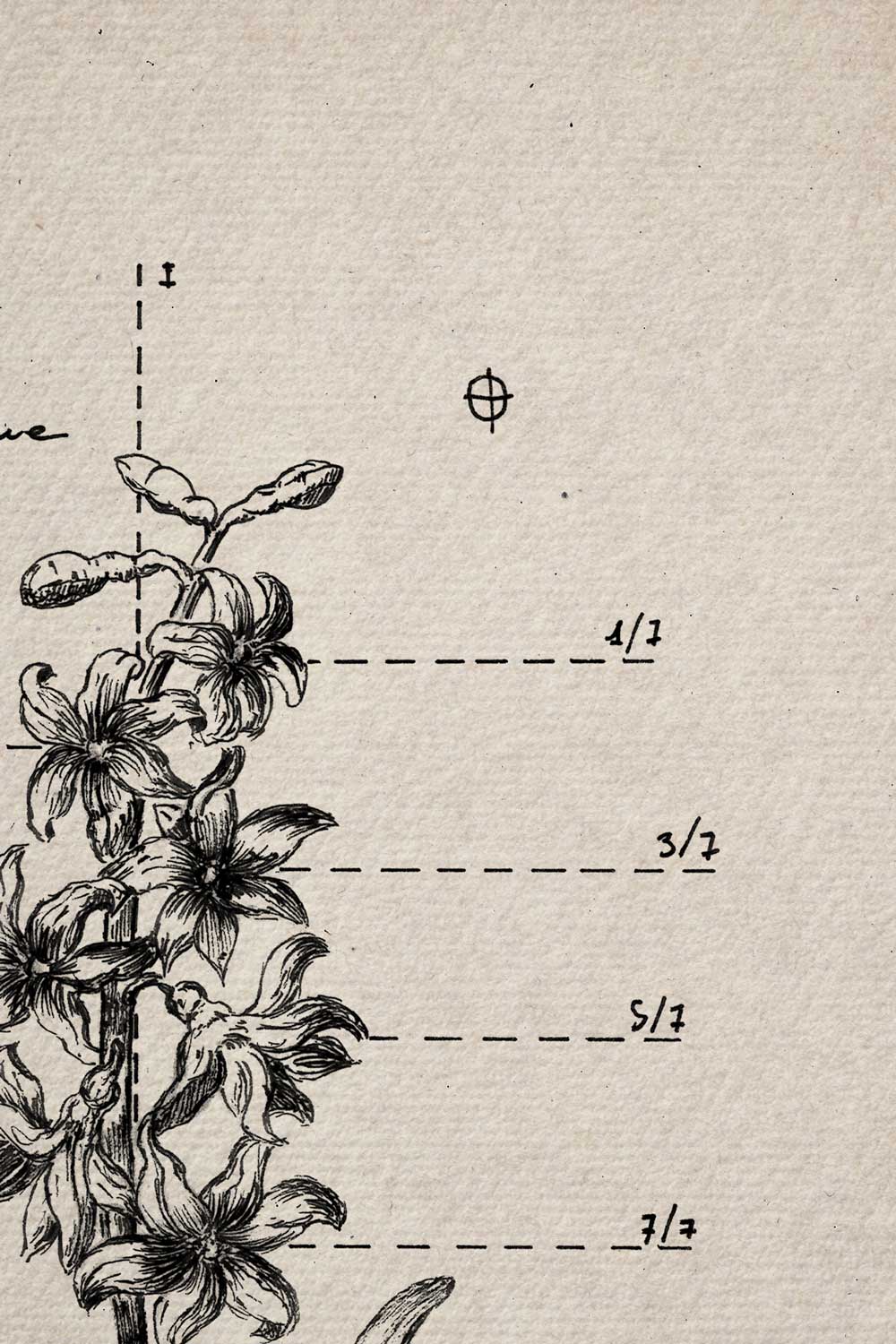 Ink detail Hyacinthus - close-up of the botanical illustration on textured ivory paper | Lorenzo Caia