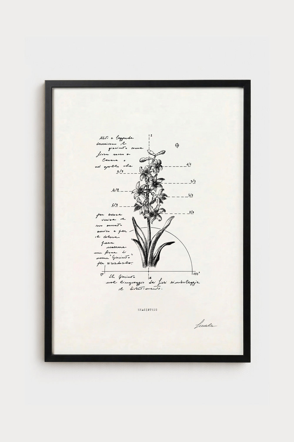 Ink illustration Hyacinthus - fine art print on white background, botanical flower diagram | Lorenzo Caia
