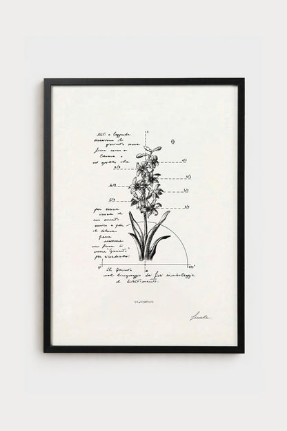 Ink illustration Hyacinthus - fine art print on white background, botanical flower diagram | Lorenzo Caia