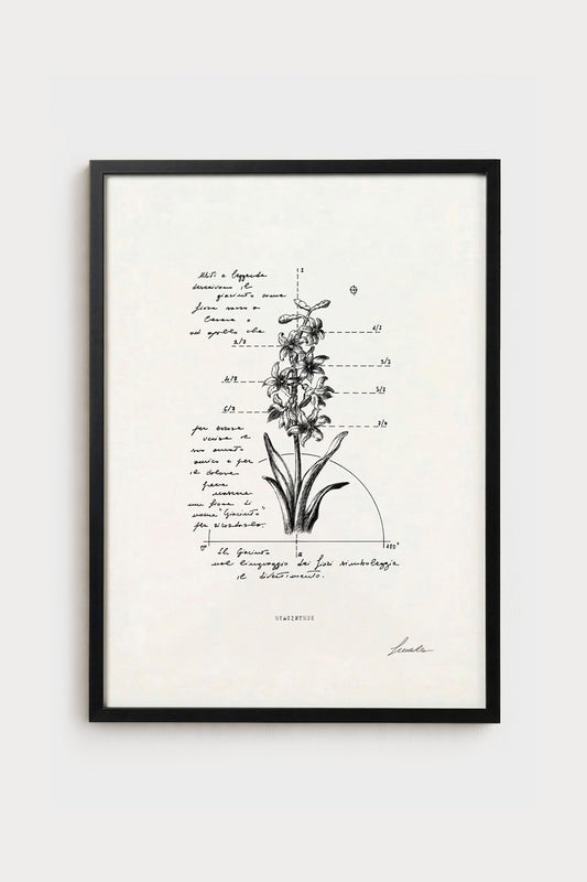 Ink illustration Hyacinthus - fine art print on white background, botanical flower diagram | Lorenzo Caia