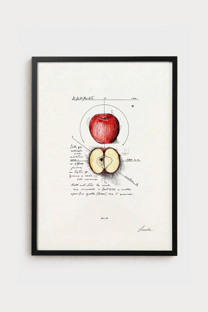 Ink illustration Melum - fine art print on white background, botanical subject | Lorenzo Caia