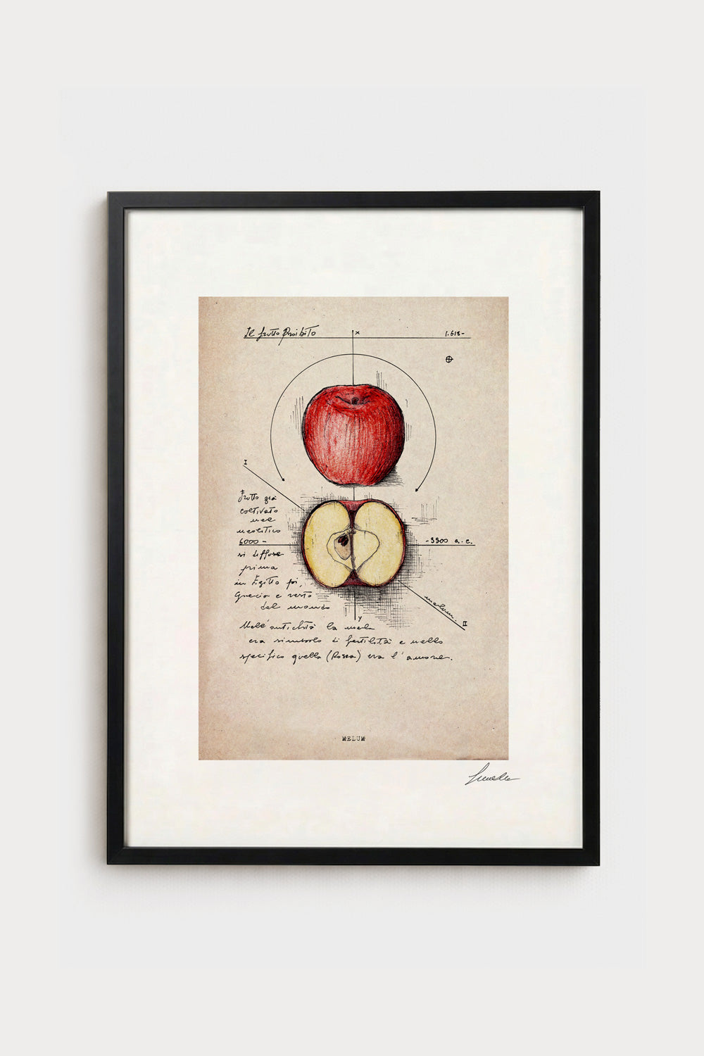 Ink illustration Melum on matter background - archival fine art print | Lorenzo Caia