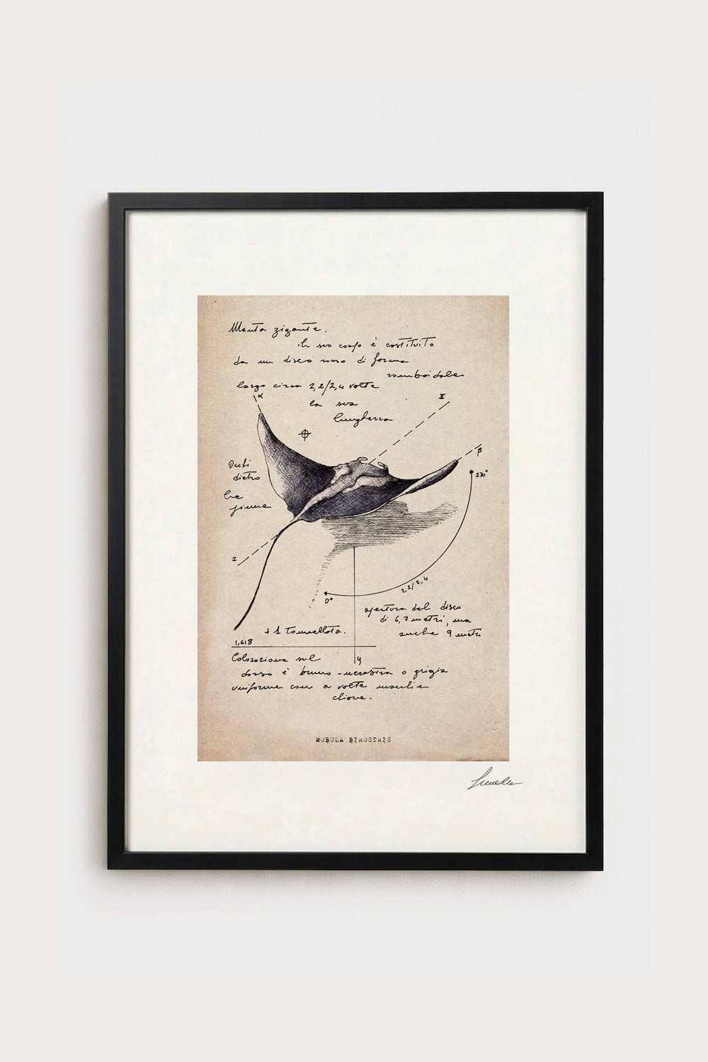 Ink illustration Mobula Birostris on ivory background - archival fine art print with vintage feel | Lorenzo Caia