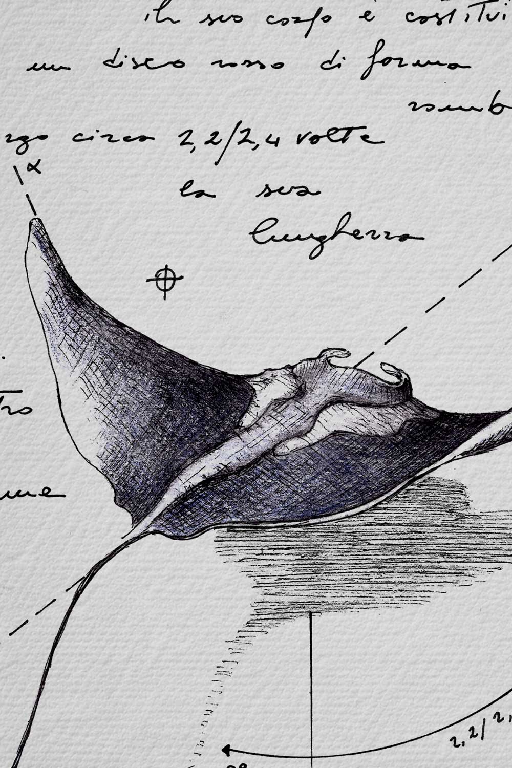 Ink detail Mobula Birostris - line work quality and illustration technique on paper | Lorenzo Caia