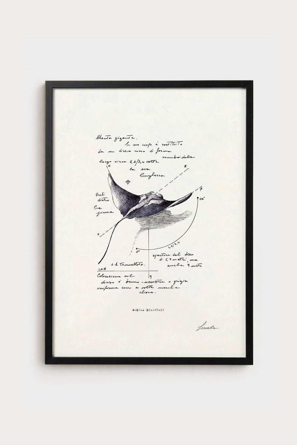 Ink illustration Mobula Birostris - fine art print on white background, marine biology subject | Lorenzo Caia