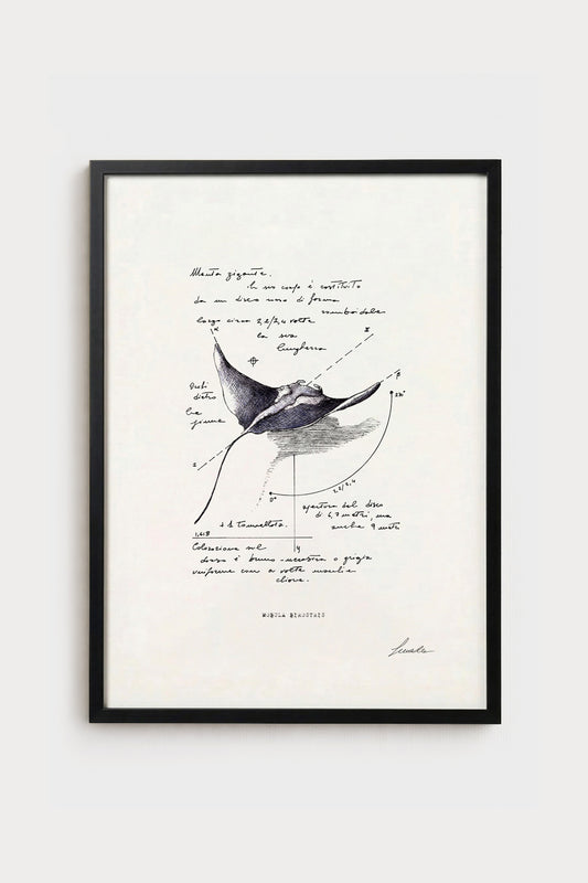 Ink illustration Mobula Birostris - fine art print on white background, marine biology subject | Lorenzo Caia