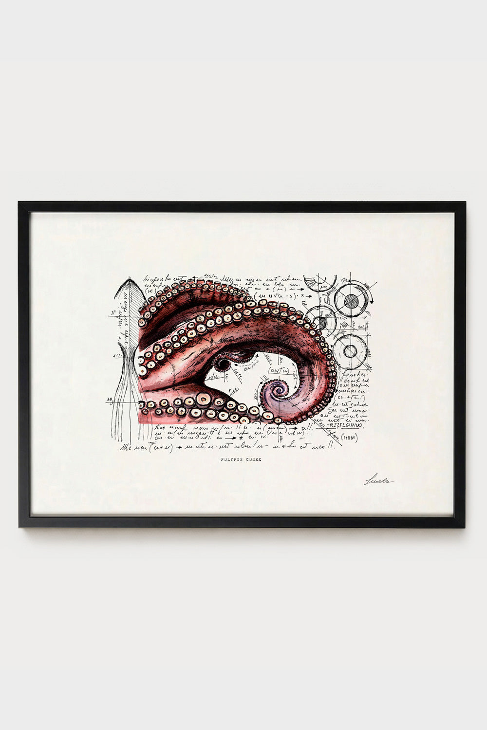 Ink illustration Polypus Codex - fine art print on white background, marine zoology and anatomy diagram | Lorenzo Caia