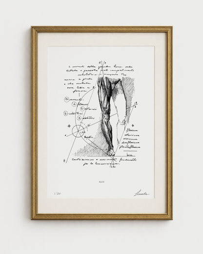 Opera d'arte anatomica di Lorenzo Caia, studio dei muscoli della gamba su fondo bianco con cornice dorata elegante.
