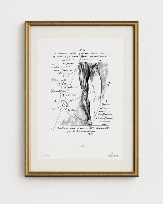 Opera d'arte anatomica di Lorenzo Caia, studio dei muscoli della gamba su fondo bianco con cornice dorata elegante.
