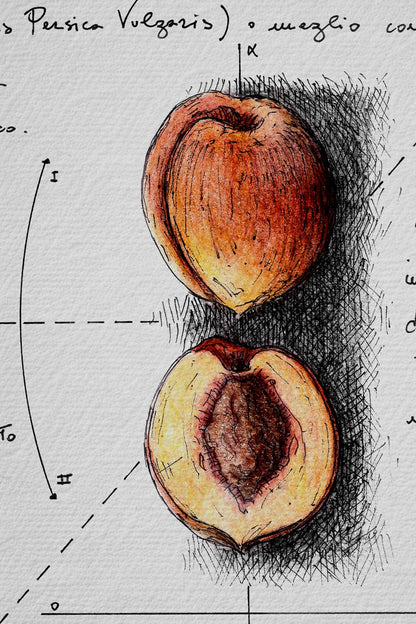 Ink detail Symbolum Vitae - clean line work drawing on white paper, botanical peach sketch | Lorenzo Caia