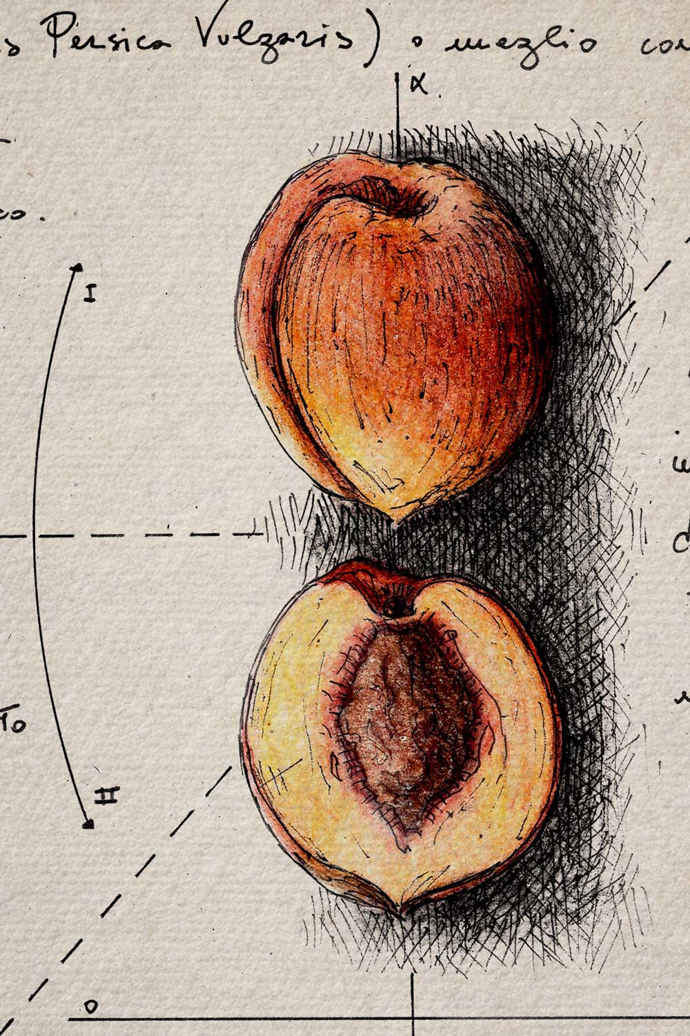 Ink detail Symbolum Vitae - fine cross hatching on ivory paper, botanical peach illustration | Lorenzo Caia