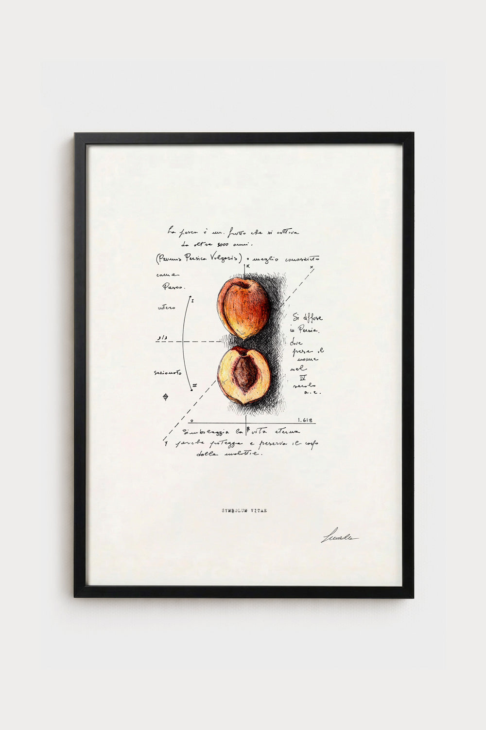 Ink illustration Symbolum Vitae - fine art print on white background, botanical peach drawing | Lorenzo Caia