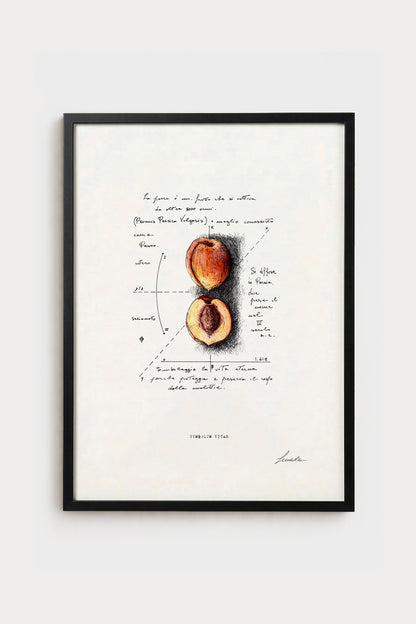 Ink illustration Symbolum Vitae - fine art print on white background, botanical peach drawing | Lorenzo Caia