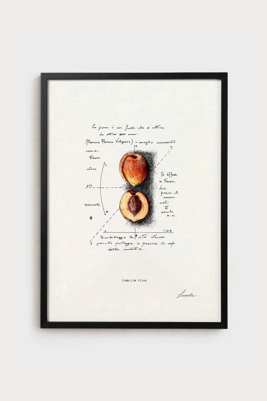 Ink illustration Symbolum Vitae - fine art print on white background, botanical peach drawing | Lorenzo Caia